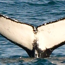 Fluke of Tango 2024