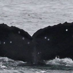 Fluke of CRC-22725