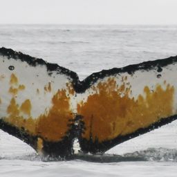 Fluke of BTBEL-I_PAL_20240226_2_2