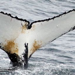 Fluke of HW-MN1300581