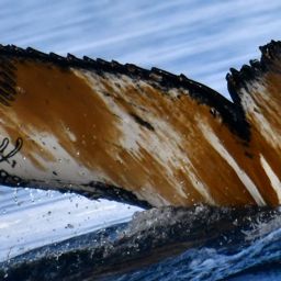 Fluke of BTBEL-I_NAN_20240312_3_1