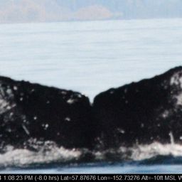 Fluke of 2024 calf of Dusky