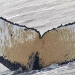 Fluke of HW-MN1300572