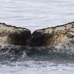 Fluke of HW-MN1300577