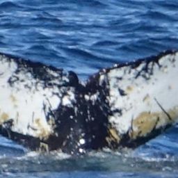 Fluke of HW-MN1300578