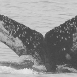 Fluke of CRC-12072