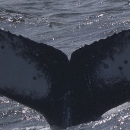 Fluke of CRC-22736