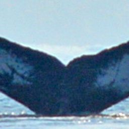 Fluke of HW-MN0501489