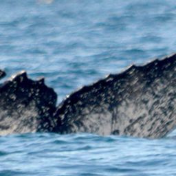 Fluke of CRC-16934