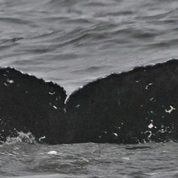 Fluke of CRC-22188