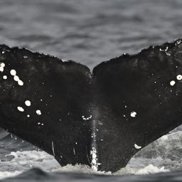 Fluke of CRC-22737