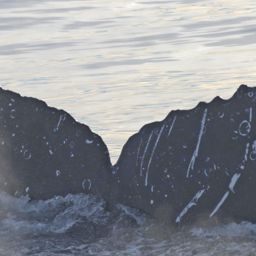 Fluke of HW-MN0501500