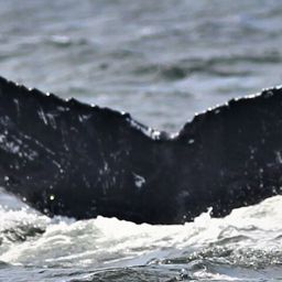 Fluke of HW-MN0501505