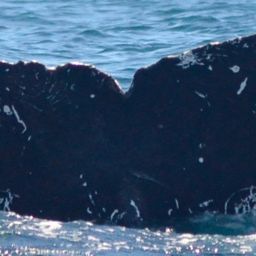 Fluke of CRC-17124