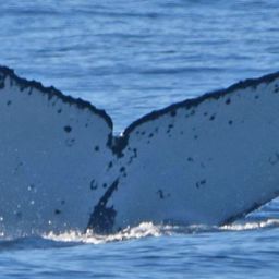 Fluke of CRC-16788
