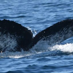 Fluke of CRC-17388