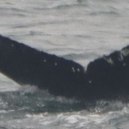 Fluke of Echo Bravo 2024