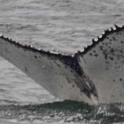Fluke of HW-MN0804156