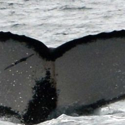 Fluke of BGT-0578