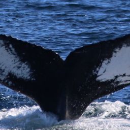 Fluke of CRC-16278