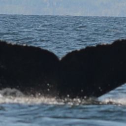Fluke of NA-7967
