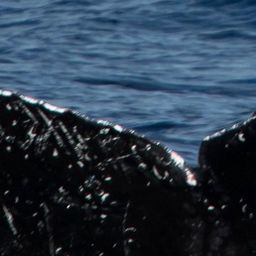 Fluke of CRC-17021