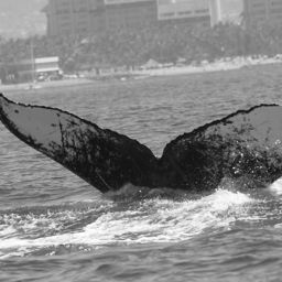 Fluke of HW-MN0501520