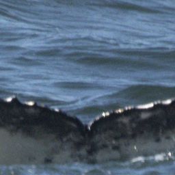 Fluke of Kilo Bravo 2024