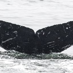 Fluke of CRC-16592