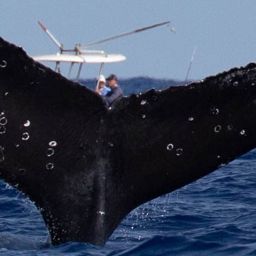 Fluke of Kenai