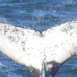 Fluke of HW-MN0804177