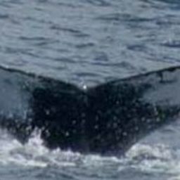 Fluke of HW-MN0440137