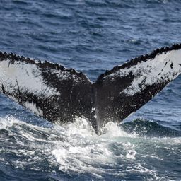 Fluke of Touchdown