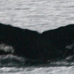 Fluke of Bowline