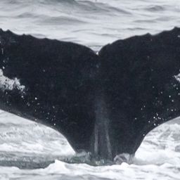 Fluke of Springboard
