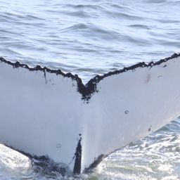 Fluke of HW-MN0804179