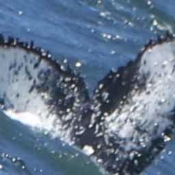 Fluke of HW-MN0804183
