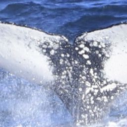 Fluke of HW-MN0804186