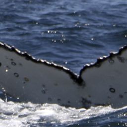 Fluke of HW-MN0804196