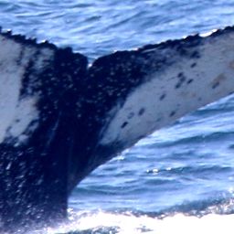 Fluke of HW-MN0804200