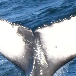 Fluke of Quebec Bravo 2024