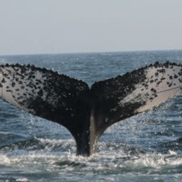 Fluke of HW-MN0501535