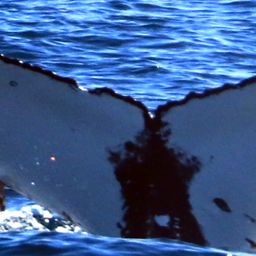 Fluke of HW-MN0804206