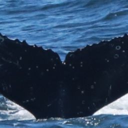 Fluke of HW-MN0804207