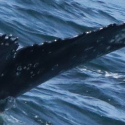 Fluke of HW-MN0804211