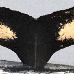 Fluke of Raja