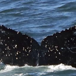 Fluke of HW-MN0804223