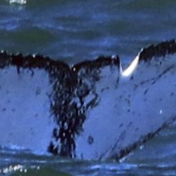 Fluke of HW-MN0804224