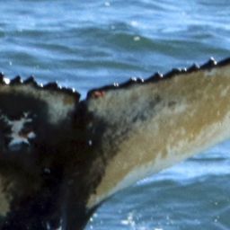 Fluke of HW-MN0804225