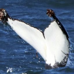 Fluke of HW-MN0804228